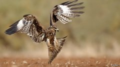 胃口不好，体重掉的厉害，该怎么办