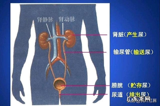 到底是喝温水对人体好，还是喝凉白开对人体好？
