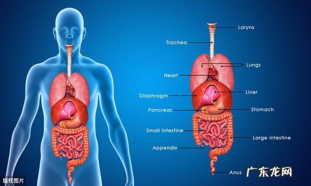 人身上有没有哪个器官是多余的？