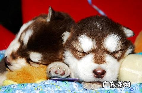 有什么办法能让刚生产制造的母狗催奶?