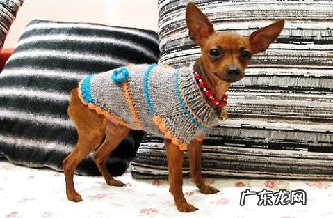 小狗能够喝纯牛奶吗?是什么原因?