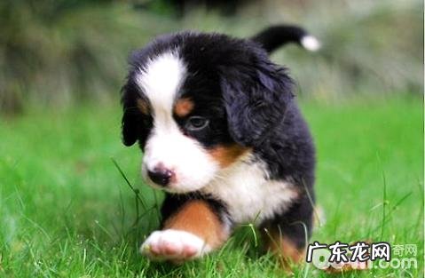 小狗狗刚出生出去必须补钙补锌吗?