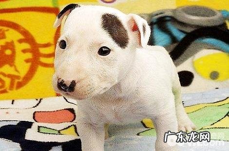 小狗狗刚出生出去必须补钙补锌吗?