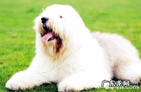 狗的年龄变大要怎么医护?