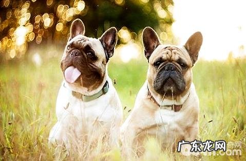 法国斗牛犬为何价钱会那么高?