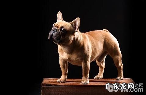 法国斗牛犬为何价钱会那么高?