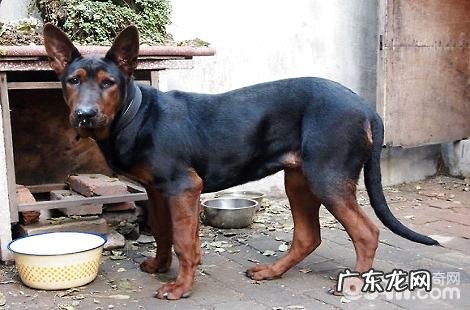 凶狠刚直的莱州红犬品种介绍