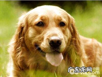 买一个宠物犬要多少钱一只？