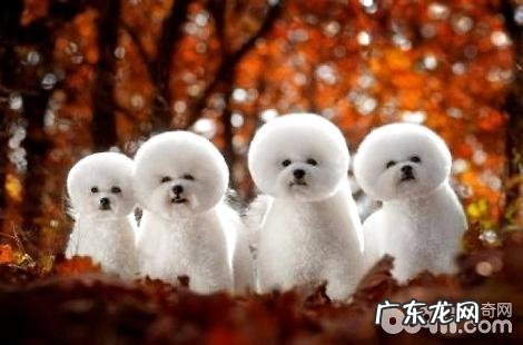 买一个宠物犬要多少钱一只？