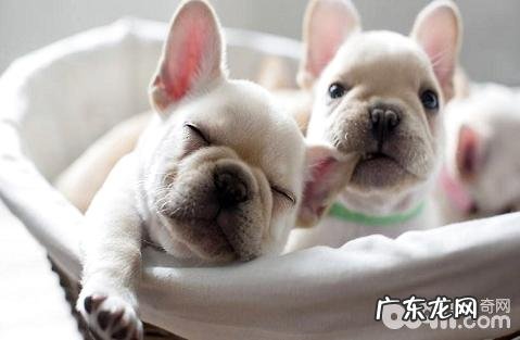 买一个宠物犬要多少钱一只？