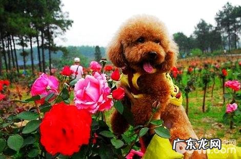 在家里怎么给泰迪犬做造型设计？