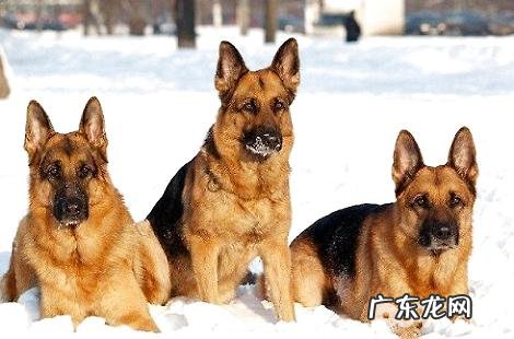 德牧幼犬要如何去喂养？