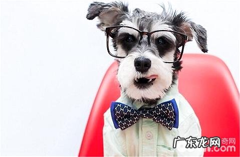 初学者要怎么养雪纳瑞？