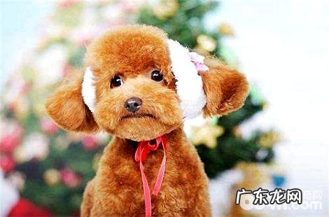 贵宾犬造型如何搞好看?