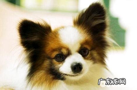 蝴蝶犬懂歌曲吗？听歌有哪些好处呢？