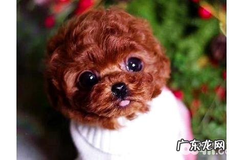 茶杯犬好养吗?身后残酷的密秘…