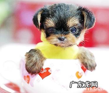 茶杯犬好养吗?身后残酷的密秘…