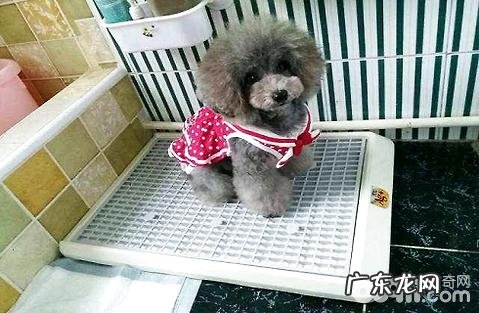 吃什么能让狗屎变成这个姿态?