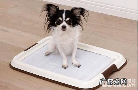 吃什么能让狗屎变成这个姿态?