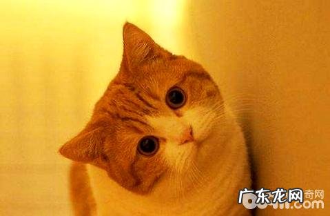 猫咪严峻便秘要怎样应对?