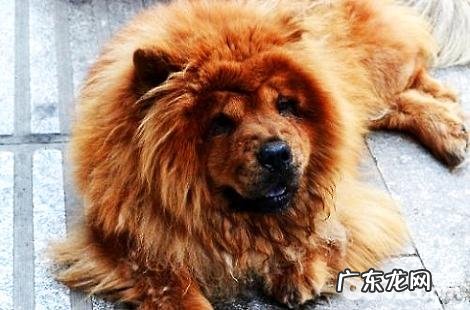 松狮有体臭是什么原因,怎样处理?