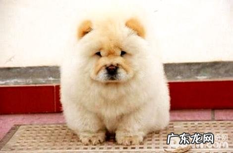 松狮犬毛发该怎样打理？