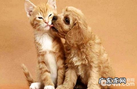 什么时候需要给狗狗补钙?