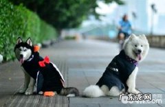 什么时候需要给狗狗补钙？