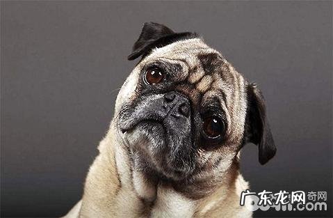 什么样狗粑粑的才是好狗屎?