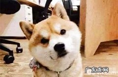 狗狗吃便便怎样办？怎样调教？