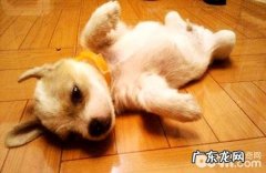 狗狗每天需求吃多少粮食？