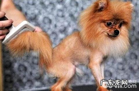 狗狗毛发干燥、毛色欠好怎么办?