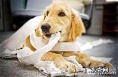 狗狗毛发干燥、毛色欠好怎么办？