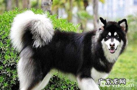 阿拉斯加成年之后究竟是能长到多大?