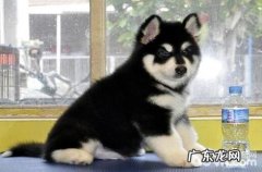 阿拉斯加在冬天会怕冷吗？