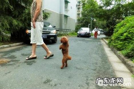 泰迪犬吃多了怎么办？每顿应该吃多少？