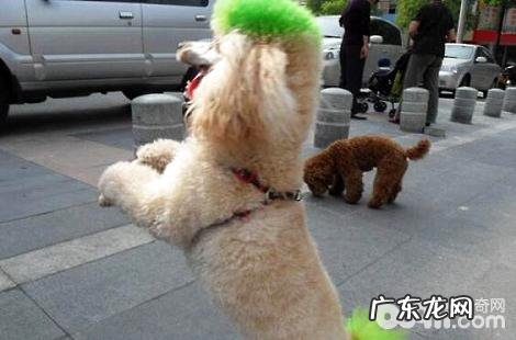 泰迪犬怎样能健康成长?日常需求留意什么?