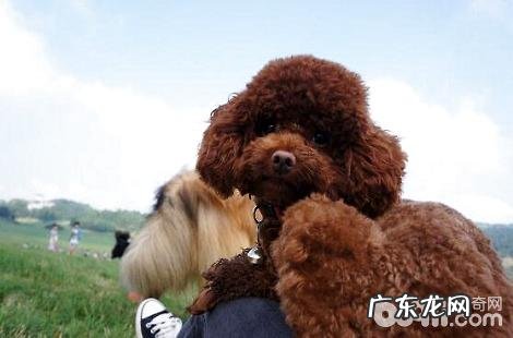 怀孕中的泰迪犬能吃养分膏吗?