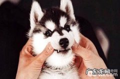 哈士奇需要吃养分膏吗？