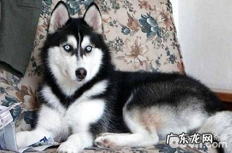 哈士奇怀孕了应该怎样弥补养分?