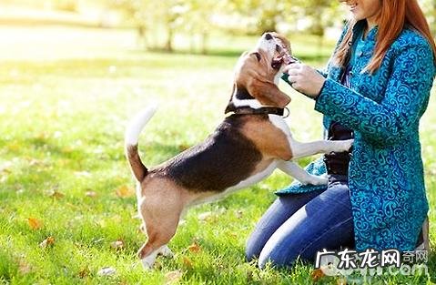 怎么能快速进步狗狗的免疫力?