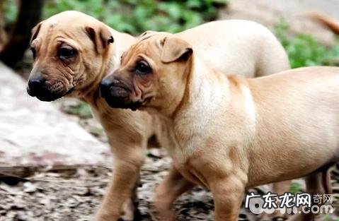 怎么能快速进步狗狗的免疫力?