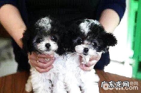 贵宾犬刚抱回家一直叫怎么办?
