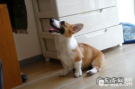 柯基犬假如缺钙会有什么严峻的结果?