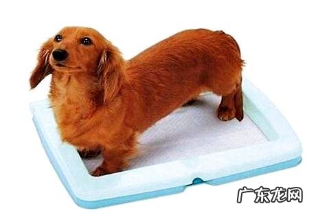 狗狗孕期需求补钙吗?