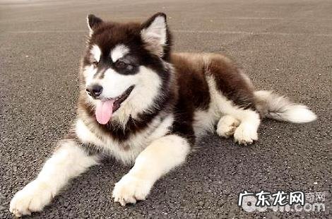 阿拉斯加为什么拉的屎是软的?