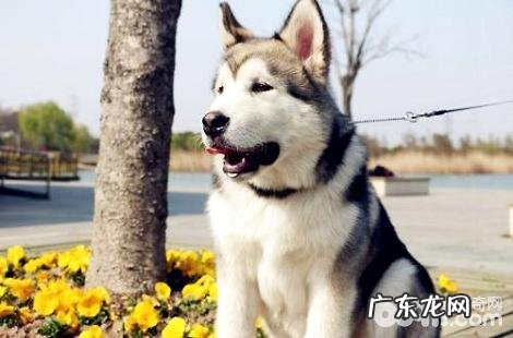 阿拉斯加为什么拉的屎是软的?