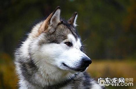 阿拉斯加的眼睛是什么色彩?