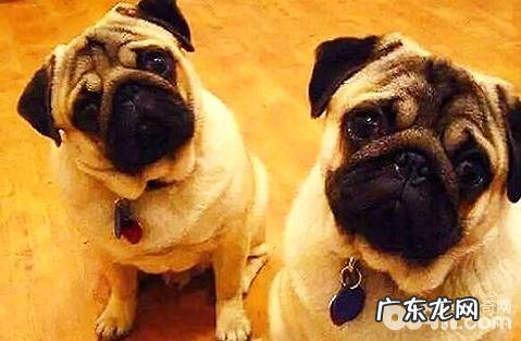 狗狗年纪大了要怎样喂食？