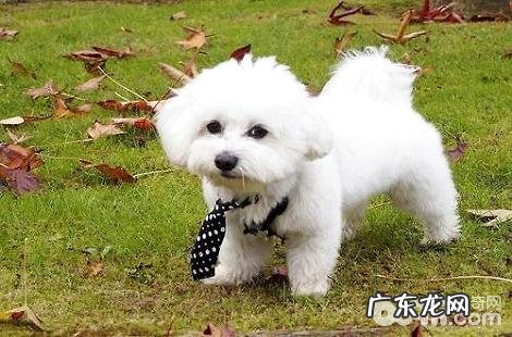 比熊犬性情浮躁咬人为什么?